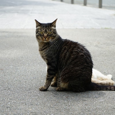 【返礼品なし】飼い主のいないねこと地域の人が幸せに暮らせるまちづくり支援