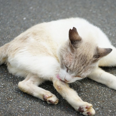【返礼品なし】飼い主のいないねこと地域の人が幸せに暮らせるまちづくり支援