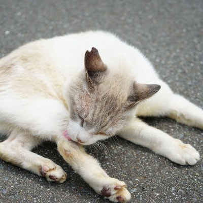 【返礼品なし】飼い主のいないねこと地域の人が幸せに暮らせるまちづくり支援(一口5,000円)