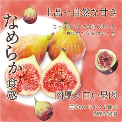 【2025年8月下旬～25年10月下旬発送予定】福岡県ブランドいちじく「博多とよみつひめ」4パック