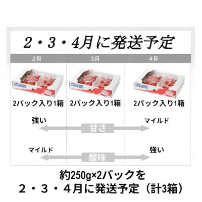 【発送月固定定期便】博多あまおう 250g×2パック(春日市)全3回