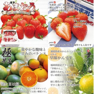 【発送月固定定期便】【さとふる限定】福岡ブランド果実を楽しむ。福岡の旬果と冷凍果実(春日市)全6回