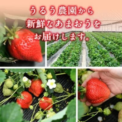 【2026年11月中旬～】あまおうベロアEX等級(プレミアム化粧箱)12粒 約400g (春日市)