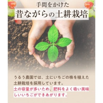 【2026年12月～2月発送】うるう農園のあまおう(MLサイズ)約160g×8P (春日市)