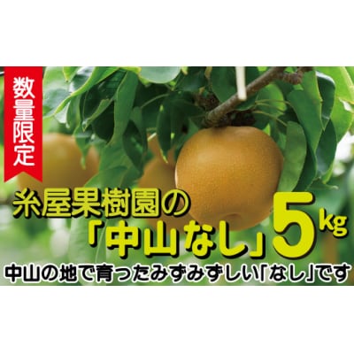 【数量限定・予約受付】糸屋さんちの「中山なし」5kg