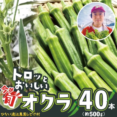 トロッとおいしいオクラ＜40本、約500g＞