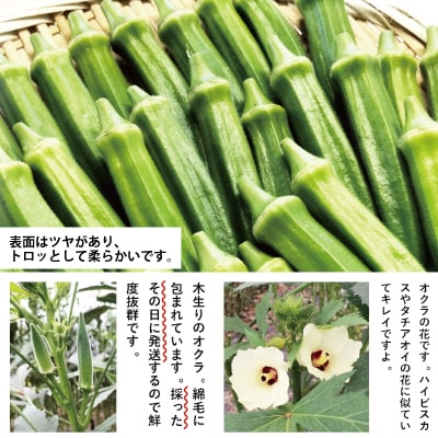 トロッとおいしいオクラ＜40本、約500g＞