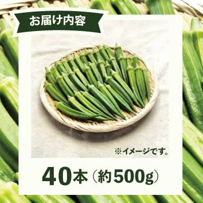 トロッとおいしいオクラ＜40本、約500g＞