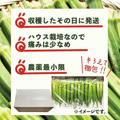 トロッとおいしいオクラ＜40本、約500g＞