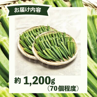 トロッとおいしいオクラ<約1200g>