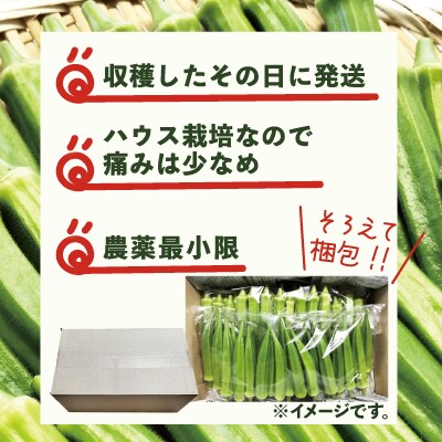 トロッとおいしいオクラ＜80本、約1000g＞