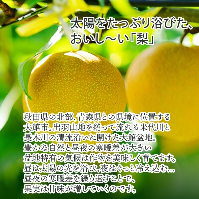 【先行予約】期間・数量限定【陽気な母さんの店】R8年産「季節の梨」(5kg)