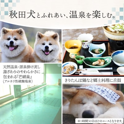 【ふるさわ温泉日帰り体験】秋田犬ふれあい体験ときりたんぽ定食(1名様分)