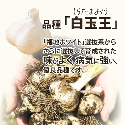 あきたしらかみ黒にんにく10個セット