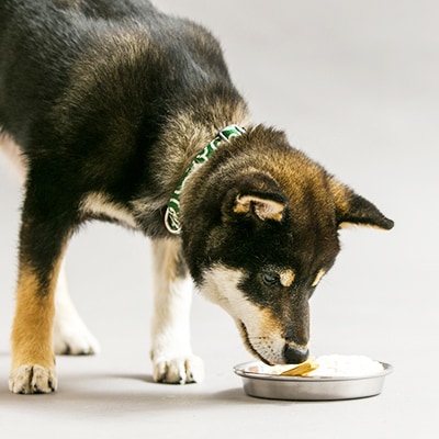 秋田犬Tシャツとワンちゃん用おやつセット