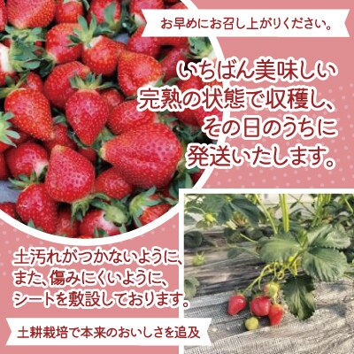 【完熟で香り高い!】秋田のイチゴ2P