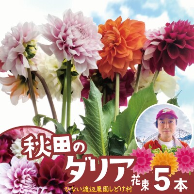 新鮮!綺麗!秋田のダリア〈5本花束〉