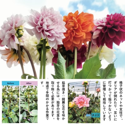 新鮮!綺麗!秋田のダリア〈5本花束〉