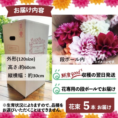 新鮮!綺麗!秋田のダリア〈5本花束〉