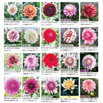 新鮮!綺麗!秋田のダリア〈20本花束〉