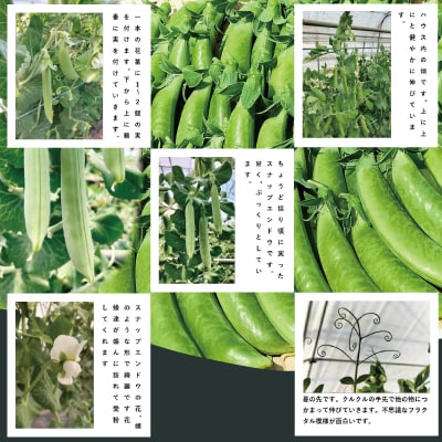 スナップエンドウ  プリッと甘い!約700g