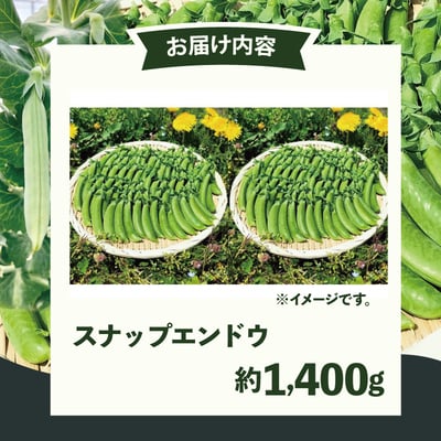 スナップエンドウ  プリッと甘い!約1400g