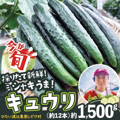キュウリ 採りたてシャキ旨! 約1,500g