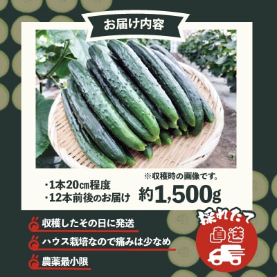 キュウリ 採りたてシャキ旨! 約1,500g