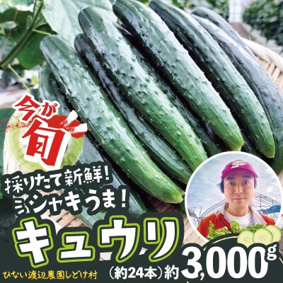 キュウリ 採りたてシャキ旨! 約3,000g
