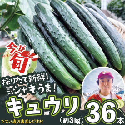 キュウリ 採りたてシャキ旨!36本