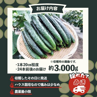 キュウリ 採りたてシャキ旨! 約3,000g