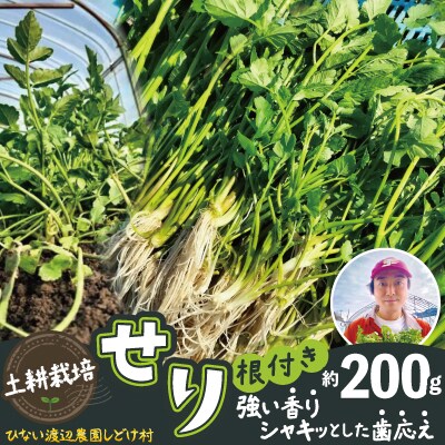 セリ 強い香りとシャキッとした歯応え 約200g