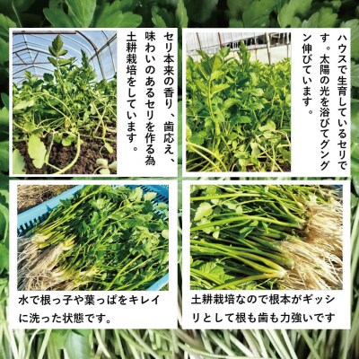 セリ 強い香りとシャキッとした歯応え 約200g
