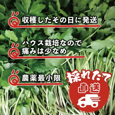 セリ 強い香りとシャキッとした歯応え 約200g