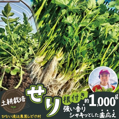セリ 強い香りとシャキッとした歯応え 約1,000g