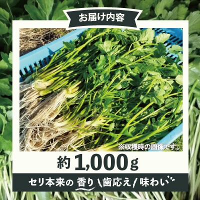 セリ 強い香りとシャキッとした歯応え 約1,000g