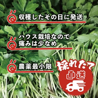 セリ 強い香りとシャキッとした歯応え 約1,000g