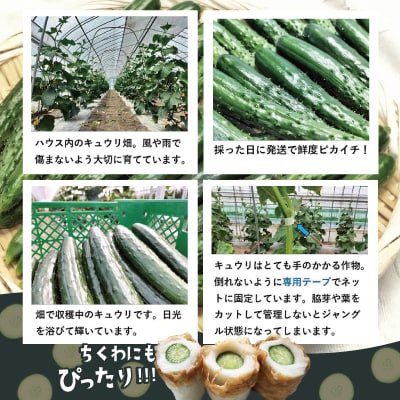 ステックキュウリ ポクポク柔らか!めんこい!約20本