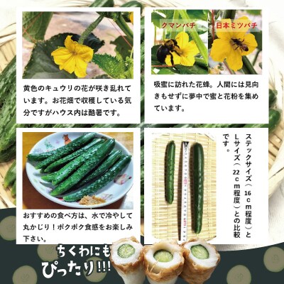 ステックキュウリ ポクポク柔らか!めんこい!約20本