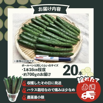 ステックキュウリ ポクポク柔らか!めんこい!約20本