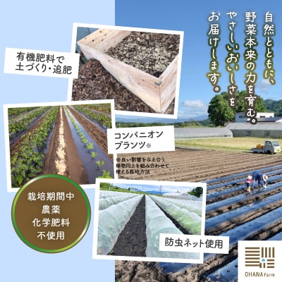 季節の野菜セット 5～6種類