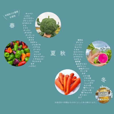 季節の野菜セット 5～6種類