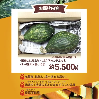 カボチャ 旨味がトロけるロロンで幸せな一時を 約5500g