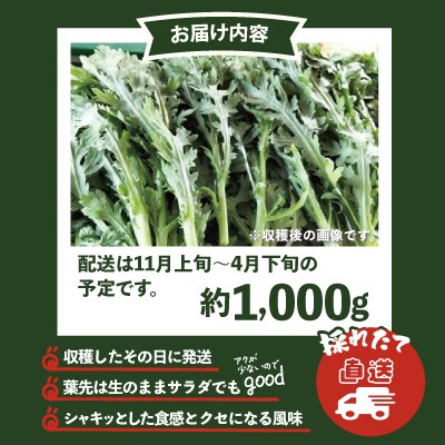 春菊 新鮮で風味豊か! 約1,000g