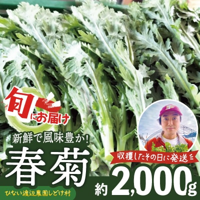 春菊 新鮮で風味豊か! 約2,000g