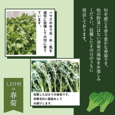春菊 新鮮で風味豊か! 約2,000g