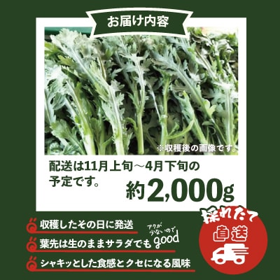 春菊 新鮮で風味豊か! 約2,000g
