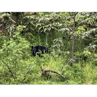 【返礼品なし】熊被害対策支援(大館市)