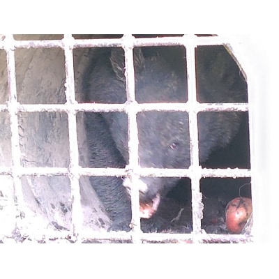 【返礼品なし】熊被害対策支援(大館市)