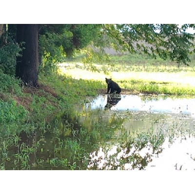 【返礼品なし】熊被害対策支援(大館市)